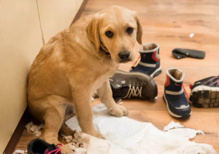 How to Prevent and Manage Separation Anxiety in Pets
