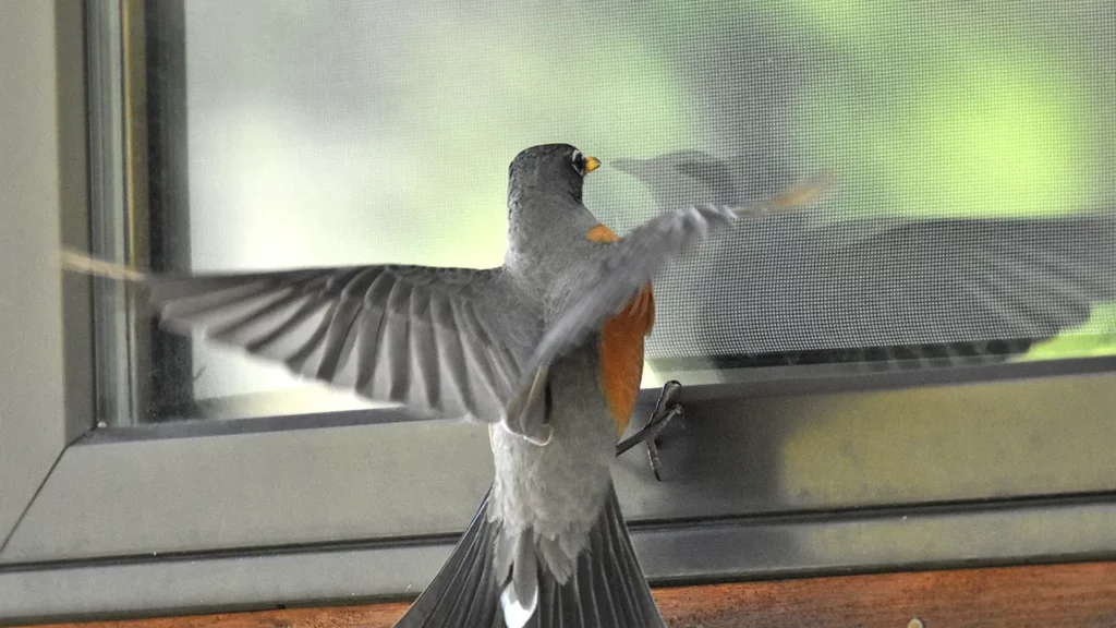 What does it mean when a bird flies into your window